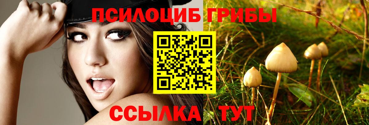 Псилоцибиновые грибы Psilocybine cubensis Гусиноозёрск